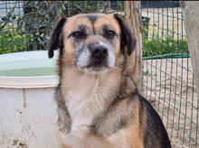 BATOTA, Hund, Mischlingshund in Portugal - Bild 3