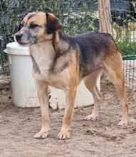 BATOTA, Hund, Mischlingshund in Portugal - Bild 4