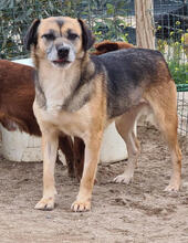 BATOTA, Hund, Mischlingshund in Portugal - Bild 5