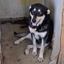 MARITSA, Hund, Mischlingshund in Griechenland - Bild 2