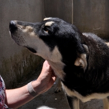 MARITSA, Hund, Mischlingshund in Griechenland - Bild 3