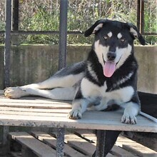 MARITSA, Hund, Mischlingshund in Griechenland - Bild 5