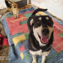 MARITSA, Hund, Mischlingshund in Griechenland - Bild 6