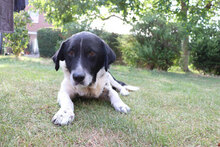 DOBRI, Hund, Mischlingshund in Bulgarien - Bild 11
