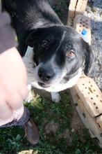 DOBRI, Hund, Mischlingshund in Bulgarien - Bild 2