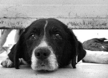 DOBRI, Hund, Mischlingshund in Sereetz - Bild 5
