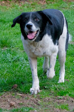 DOBRI, Hund, Mischlingshund in Sereetz - Bild 7