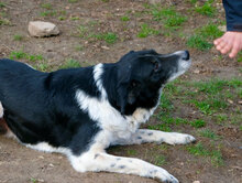 DOBRI, Hund, Mischlingshund in Sereetz - Bild 8