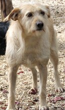 TRAMP3, Hund, Terrier-Mix in Zypern - Bild 3