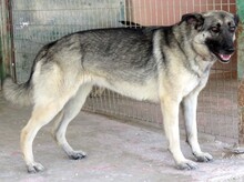 BRUNA2, Hund, Deutscher Schäferhund-Mix in Zypern - Bild 2