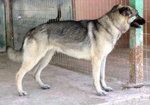 BRUNA2, Hund, Deutscher Schäferhund-Mix in Zypern - Bild 7