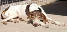 DORIS4, Hund, Mischlingshund in Zypern - Bild 2