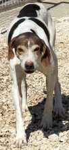 DORIS4, Hund, Mischlingshund in Zypern - Bild 3