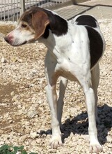 DORIS4, Hund, Mischlingshund in Zypern - Bild 5