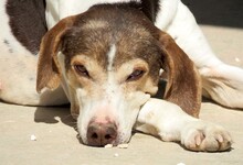 DORIS4, Hund, Mischlingshund in Zypern - Bild 7