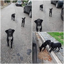 DIAMOND, Hund, Mischlingshund in Griechenland - Bild 3