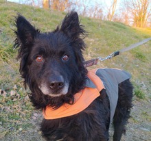 DODO, Hund, Mischlingshund in Schmallenberg - Bild 2