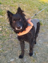 DODO, Hund, Mischlingshund in Schmallenberg - Bild 3