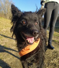 DODO, Hund, Mischlingshund in Schmallenberg - Bild 4