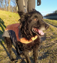 DODO, Hund, Mischlingshund in Schmallenberg - Bild 7