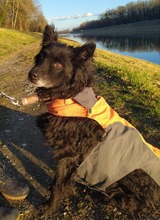 DODO, Hund, Mischlingshund in Schmallenberg - Bild 8