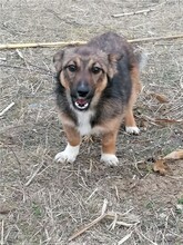 BONITA, Hund, Mischlingshund in Rumänien - Bild 1