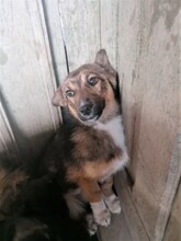 BONITA, Hund, Mischlingshund in Rumänien - Bild 12