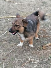 BONITA, Hund, Mischlingshund in Rumänien - Bild 13