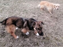 BONITA, Hund, Mischlingshund in Rumänien - Bild 14