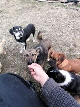 BONITA, Hund, Mischlingshund in Rumänien - Bild 15