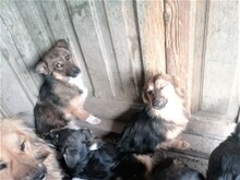 BONITA, Hund, Mischlingshund in Rumänien - Bild 16