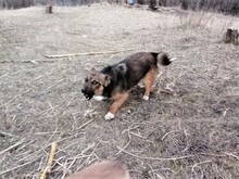 BONITA, Hund, Mischlingshund in Rumänien - Bild 18
