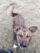 BONITA, Hund, Mischlingshund in Rumänien - Bild 2