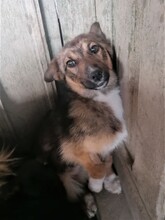 BONITA, Hund, Mischlingshund in Rumänien - Bild 21