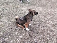 BONITA, Hund, Mischlingshund in Rumänien - Bild 5