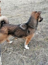 BONITA, Hund, Mischlingshund in Rumänien - Bild 7