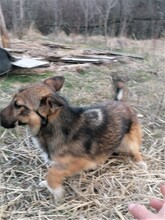 BONITA, Hund, Mischlingshund in Rumänien - Bild 8