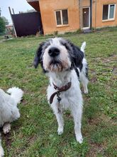 CLOE, Hund, Mischlingshund in Odenthal - Bild 12