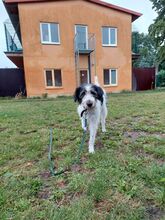 CLOE, Hund, Mischlingshund in Odenthal - Bild 14