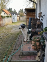CLOE, Hund, Mischlingshund in Odenthal - Bild 9