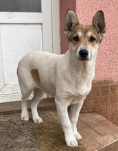 TARA, Hund, Mischlingshund in Rumänien - Bild 9