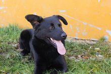 SPAJDER, Hund, Mischlingshund in Kroatien - Bild 2
