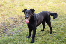 SPAJDER, Hund, Mischlingshund in Kroatien - Bild 3