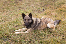 LENJA, Hund, Mischlingshund in Kroatien - Bild 1