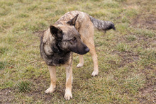 LENJA, Hund, Mischlingshund in Kroatien - Bild 3