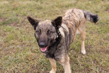 LENJA, Hund, Mischlingshund in Kroatien - Bild 5
