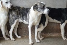 OBERLYN, Hund, Mischlingshund in Italien - Bild 2
