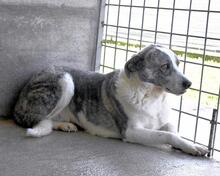 OBERLYN, Hund, Mischlingshund in Italien - Bild 6