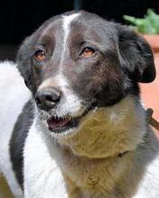 KATELYN, Hund, Mischlingshund in Italien - Bild 1