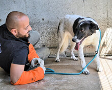 KATELYN, Hund, Mischlingshund in Italien - Bild 4